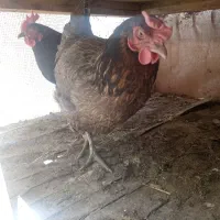 مرغ تخمگذار