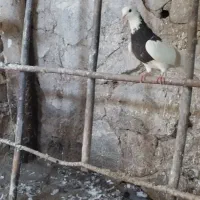 ۱۲ تا کبوتر