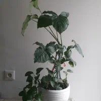 گل و گیاه|گل و گیاه طبیعی|تهران, فدک|دیوار