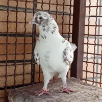 کفتر|پرنده|اردکان, |دیوار