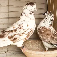 کفتر ۲۰ تا نرو ماده جواب داده جنس