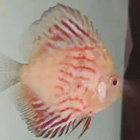 آکواریوم ودیسکس|ماهی|مشهد, وکیل‌آباد|دیوار