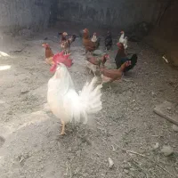 ۹عدد مرغ ویک عدد خروس ادرس خود بم