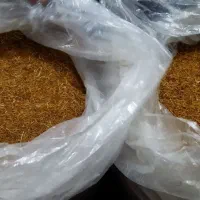 ریشه سفید زعفران