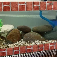 دو عدد آکواریم