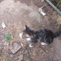 گربه