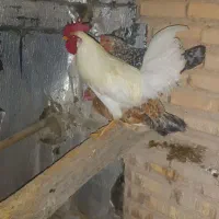 خروس سفید