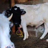 فروش گاو نر