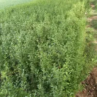 ترون(شمشاد)