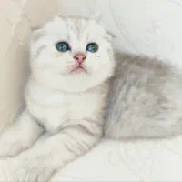 فروشگاه گربهها ( پرشین / بریتیش / اسکاتیش )|گربه|اصفهان, جلفا|دیوار