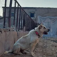 سگ نگهبان
