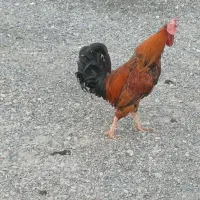 خروس