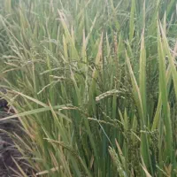 برنج کامفیروزی