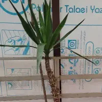 گیاه یوکا