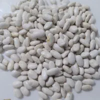 لوبیا سفید  بذری  خوراکی