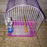 قفس بدون پرنده