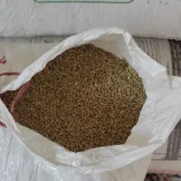 گندم مهرگان بذری