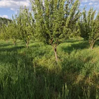 باغ 1200متری با امکانات کامل کنار جاده