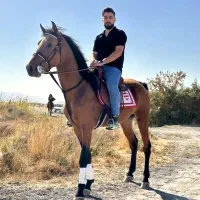 اسب نریان دره شوری|اسب و تجهیزات اسب‌سواری|ارومیه, |دیوار