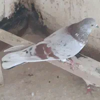 کفترپیس سرور(نوه سرورملقب به راسو)باغستان|پرنده|تهران, سعیدآباد|دیوار