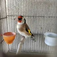 سهره وحش گلچین