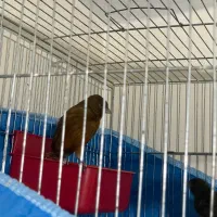 نرو ماده سرخ سبز سوخته جفت