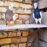 طوقی|پرنده|شهر بابک, |دیوار