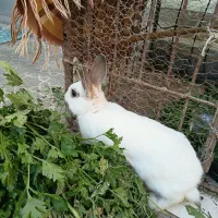 خرگوش|موش و خرگوش|تبریز, |دیوار