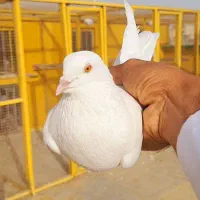 کبوتر پاکستانی|پرنده|چابهار, |دیوار