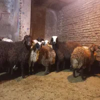 شعبه شرق تهران دامداری برادران کریمی (گوسفند زنده)|حیوانات مزرعه|تهران, نارمک|دیوار