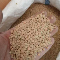 نخود عدس گندم ذرت کشمش|خوردنی و آشامیدنی|بروجرد, |دیوار