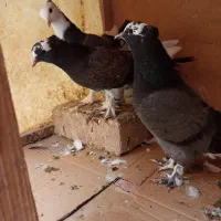 کبوتر 6 تا هما کاکلی پا چکمه جنس پرش|پرنده|تهران, دستغیب|دیوار