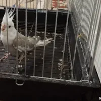 عروس هلندی وایت فیس نر