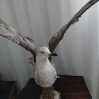 مرغ دریایی|مجسمه، تندیس، ماکت|ملایر, |دیوار