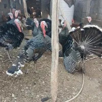 تخم بوقلمون موجود