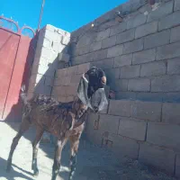 بزغاله ماده پنجاپی اصل|حیوانات مزرعه|سیب و سوران, |دیوار