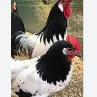 جوجه مرغ المانی