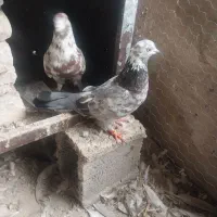 کبوتر|پرنده|بندر ترکمن, |دیوار