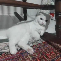 اسکاتیش دبل فولد