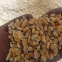 ذرت حیوانی تحویل درب