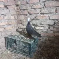 کله سنجاقی وچپ