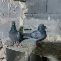 کبوتر مسافتی|پرنده|ارومیه, |دیوار