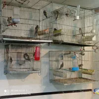 سهره قناری|پرنده|ایلام, |دیوار