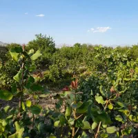 چندین قطعه زمین با امکانات برق|مشارکت در ساخت املاک|یامچی, |دیوار