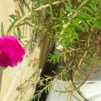 منزل اجاره ای پشت آزمایشگاه مرکزی