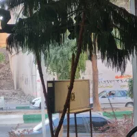 گل کاج مطبخ
