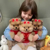 عروسک زنده نر و ماده