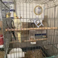 عروس طوطی و فنج بهمراه قفس|پرنده|قزوین, |دیوار