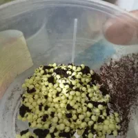 جوجه حلزون البینو|خزنده|مشهد, توس (بلوار توس)|دیوار