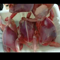 گوشت کبوترتاره